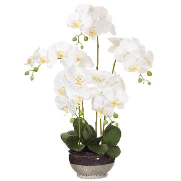 Phalaenopsis in Ceramic Vase 28in