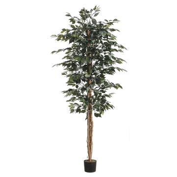 [147050-BB] Ficus Tree in Pot 7ft