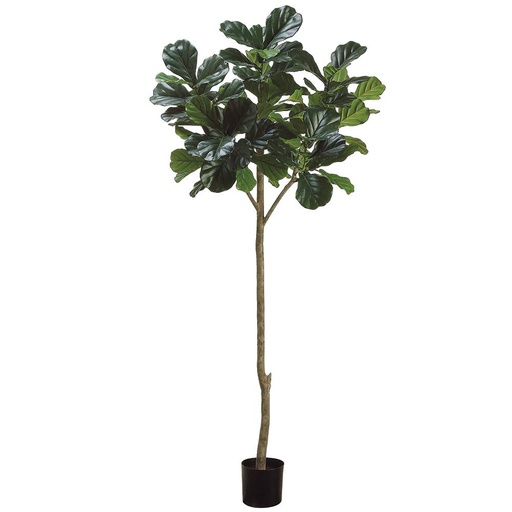 [174329-BB] Fiddle Leaf Plant 7ft