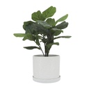 Scaly Planter With Saucer White 10in