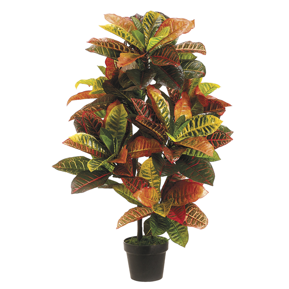 Green and Pink Croton in Pot 36in