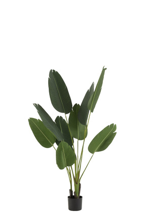 Strelitzia potted plant  65in