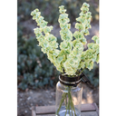 Bells of Ireland Spray Green 29in