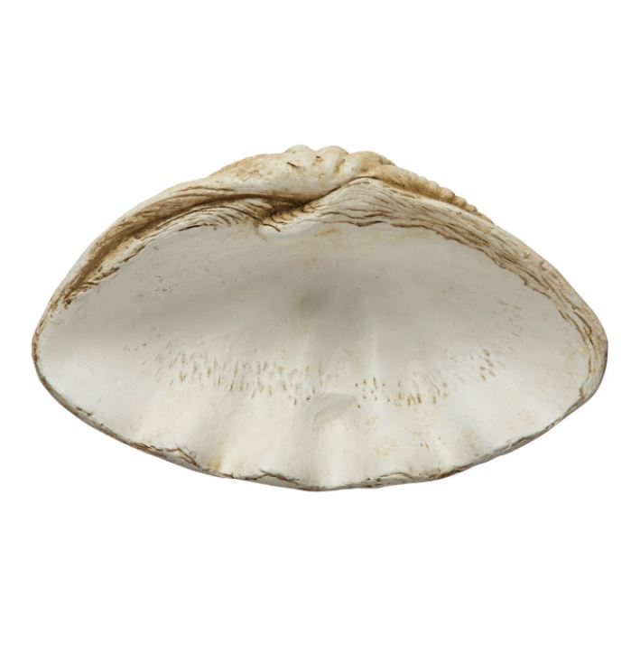 Clamshell Decor 16in