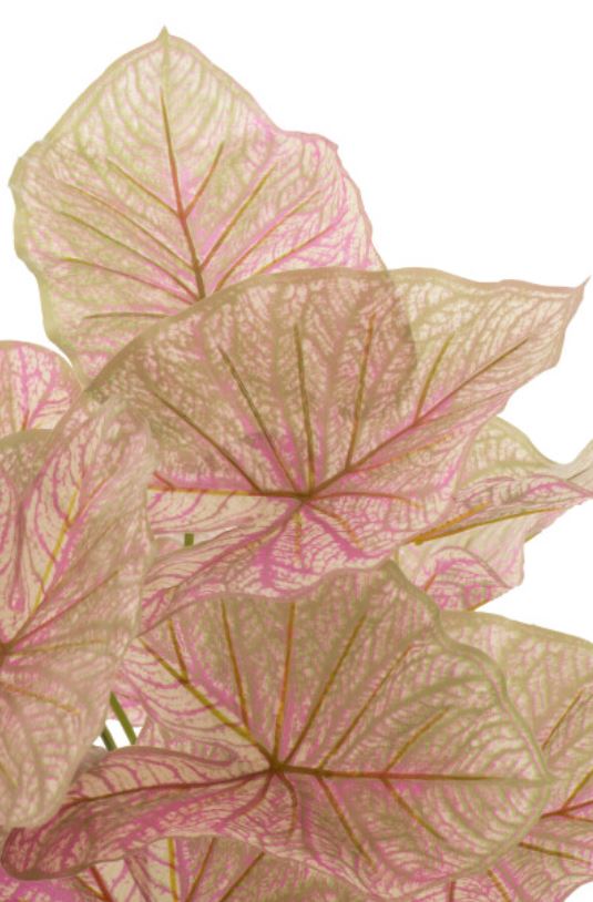 Caladium in Plastc Pot Pink/Green