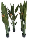 Bird of Paradise Potted Plant 6ft
