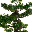 Bonsai Tree in Black Pot 32in