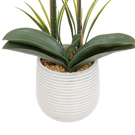White Orchid in Ceramic Pot 23in
