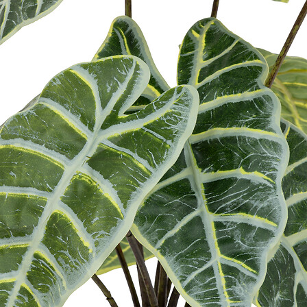 Alocasia in Terracotta Pot 17in
