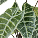 Alocasia in Terracotta Pot 17in