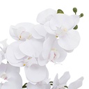White Orchid in Terracotta Pot 25in