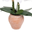 White Orchid in Terracotta Pot 25in