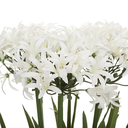 Agapanthus in Pot 25in