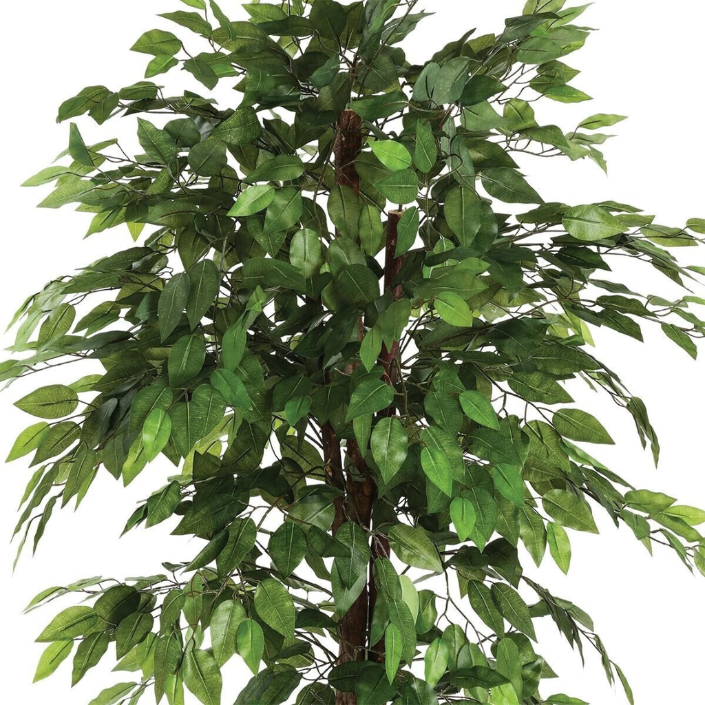 Fig Tree in Pot 70in