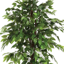 Fig Tree in Pot 70in
