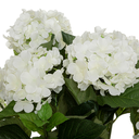 Hydrangea in Pot 23in