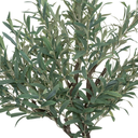 Olive Tree in Pot 59in