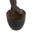Olive Tree in Pot 59in