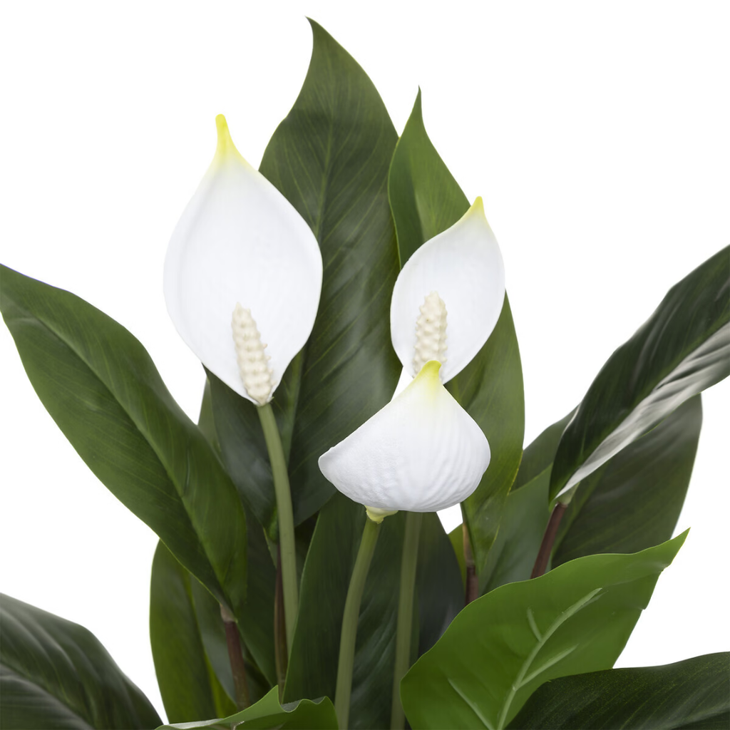 Peace Lily in Concrete Pot 21in