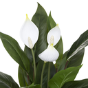 Peace Lily in Concrete Pot 21in