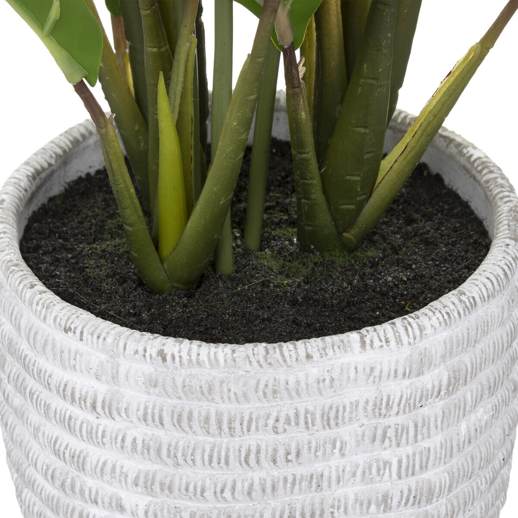 Peace Lily in Concrete Pot 21in