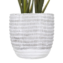 Peace Lily in Concrete Pot 21in