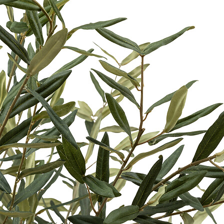 Martin Olive Tree in Black Pot 82.6in