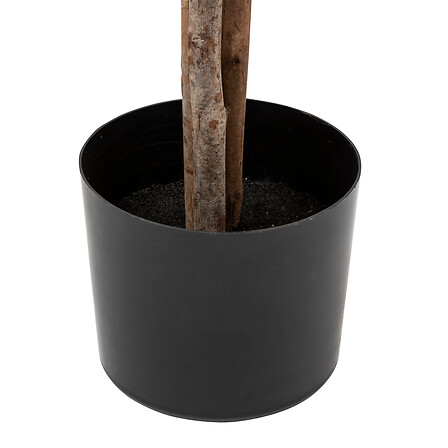 Martin Olive Tree in Black Pot 82.6in