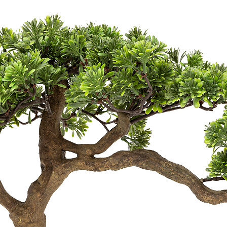 Polin Bonsai Tree in Ceramic Pot 17.7in
