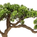 Polin Bonsai Tree in Ceramic Pot 17.7in