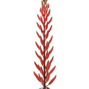 Agave Flower Spray 28in