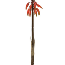 Agave Flower Spray 28in