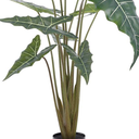 Alocasia Tree 63in