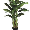 Banana Tree 5ft