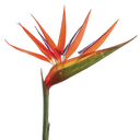 Bird of Paradise Spray 36in
