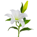 Casablanca Lily Spray White 26in