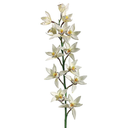 Cymbidum Orchid Spray Cream 38in