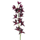 Cymbidum Orchid Spray Plum 38in