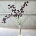 Cymbidum Orchid Spray Plum 38in