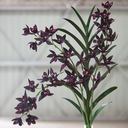 Cymbidum Orchid Spray Plum 38in