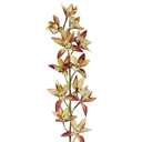 Cymbidum Orchid Spray Rust Yellow 38in