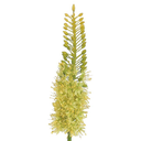 Eremurus Spray Green 35in