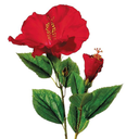 Hibiscus Spray Red 26in