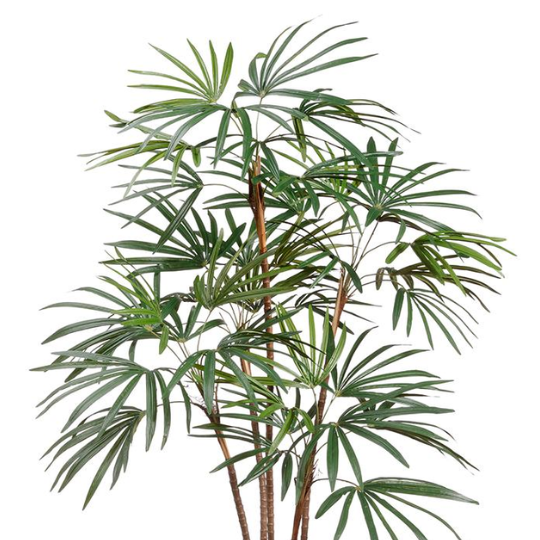 Honey Lady Palm Tree 59in