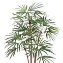Honey Lady Palm Tree 59in