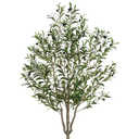 Olive Tree 63in