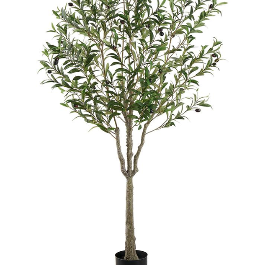 Olive Tree 63in