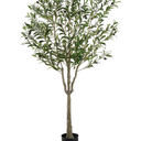 Olive Tree 63in
