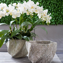 Phalaenopsis in Stone Pot 30in