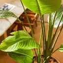 E-Com Web Images (DANNIELLA) (42).webp